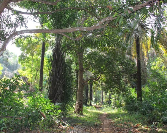 Банановые острова