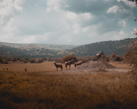 ニュングウエ森林国立公園