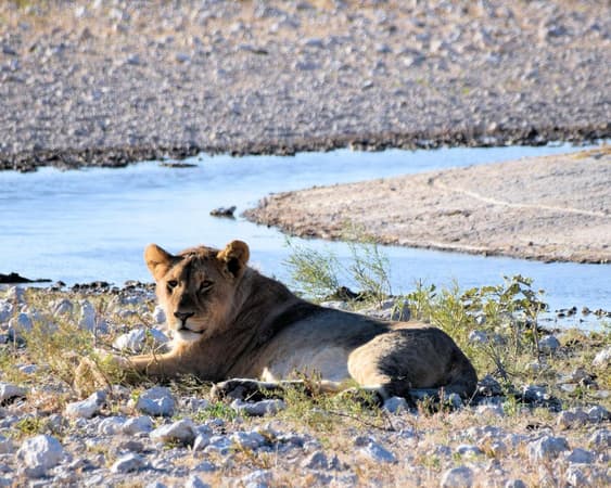 Etosha National Park