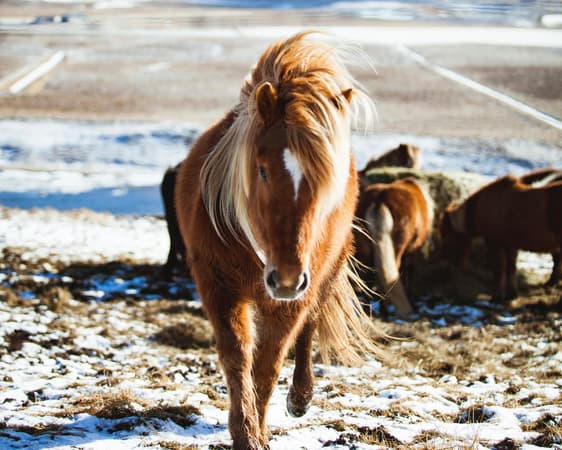 Hofn (Hornafjörður)