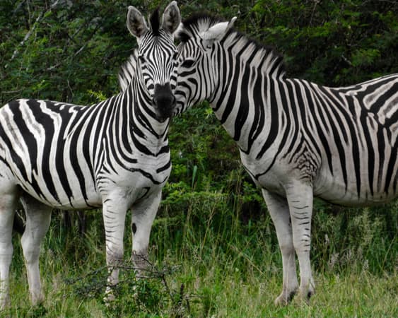 Hluhluwe National Park