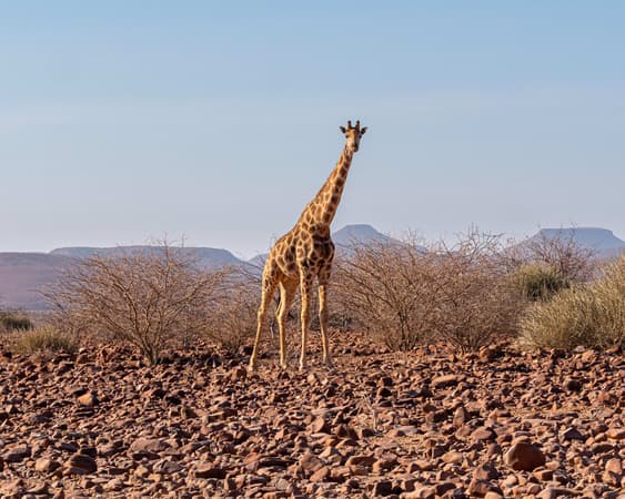 Damaraland