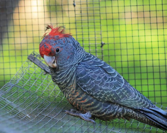 Merimbula, New South Wales