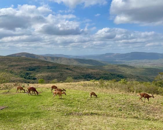 Hluhluwe National Park