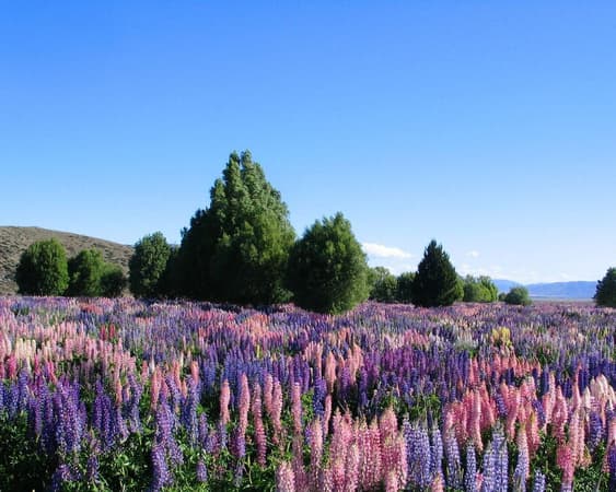 Lake Tekapo