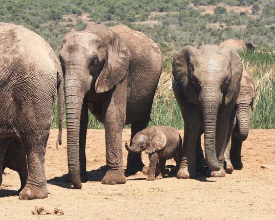 Hluhluwe National Park