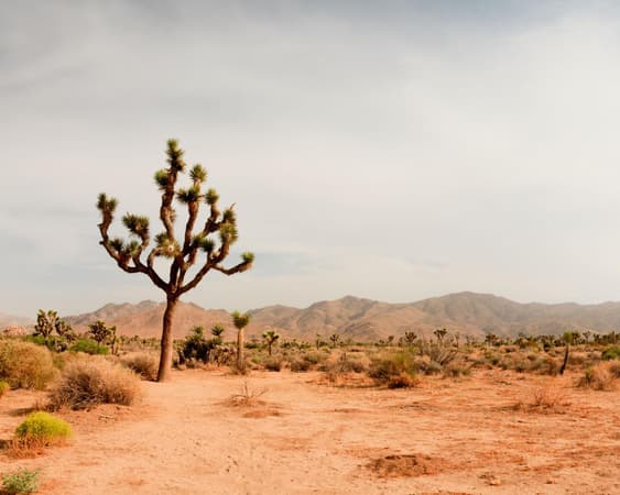 Joshua Tree National Park CA
