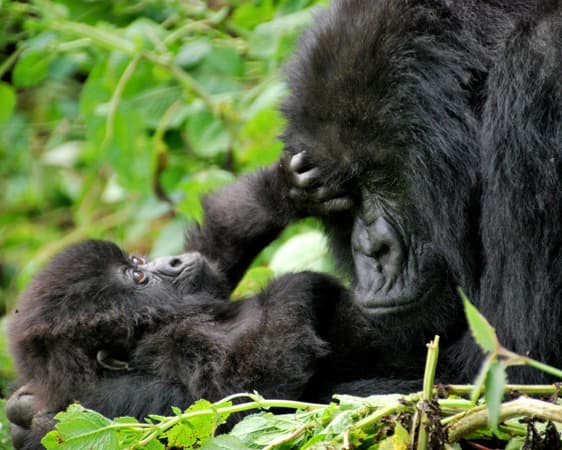 Volcanoes National Park, Kinigi