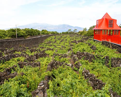 Ilha Do Pico