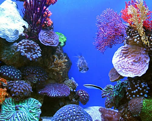 Turks- und Caicosinseln