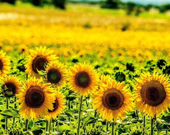 Vila Nova de Santo André