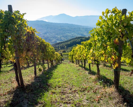 Hermosa Vineyards CO