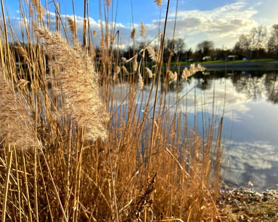 Area naturale protetta di interesse locale Stagni di Focognan