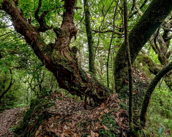 Parque Natural da Madeira