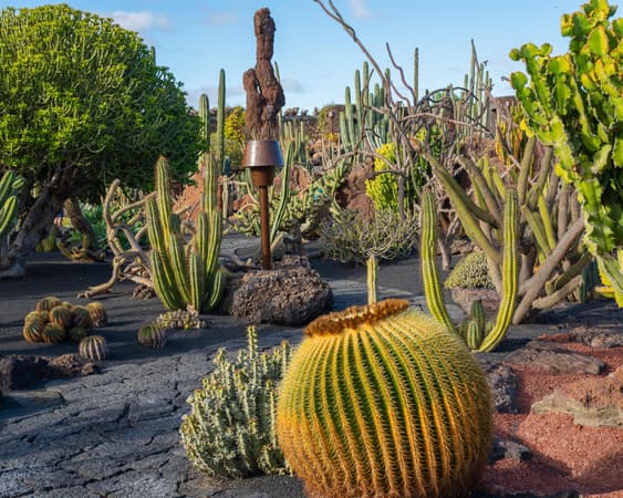 Jardín de Cactus de Lanzarote