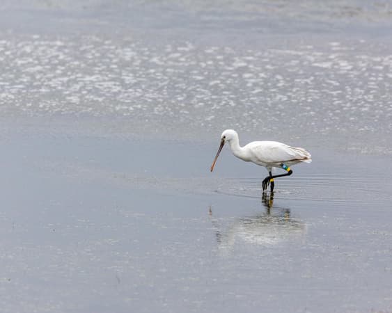 Parque Natural da Ria Formosa