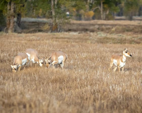 Grand Teton National Park