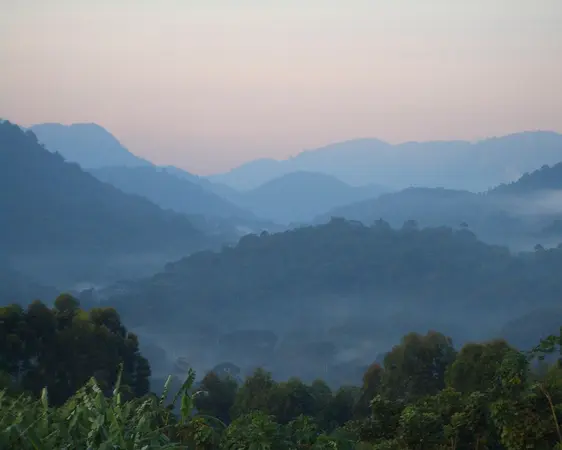 غابة بويندي الغامضة