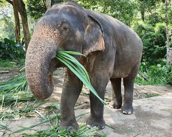 فانگ نگا (استان)