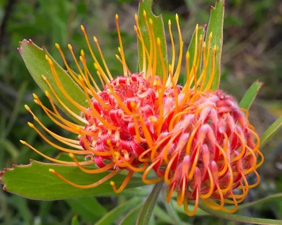 チマニマニ国立公園