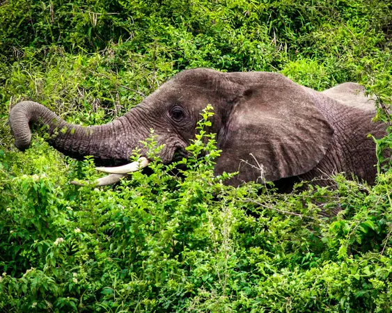 منتزه الملكة إليزابيث الوطني