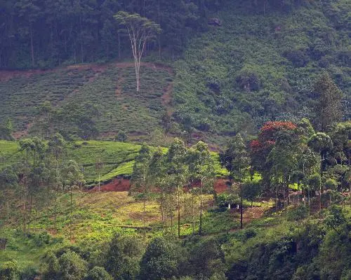 Nuwara Eliya