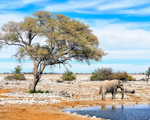 Etosha National Park