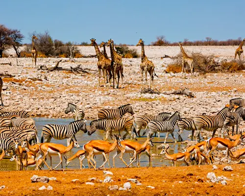 Etosha National Park