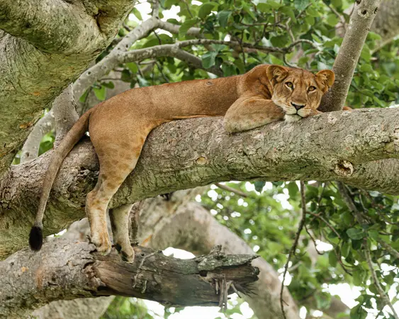 منتزه الملكة إليزابيث الوطني