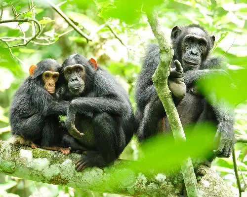 بحيرة بونيوني (كابالي)