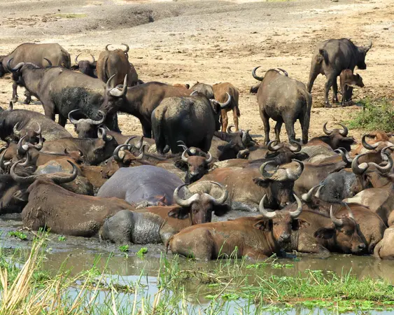 منتزه الملكة إليزابيث الوطني