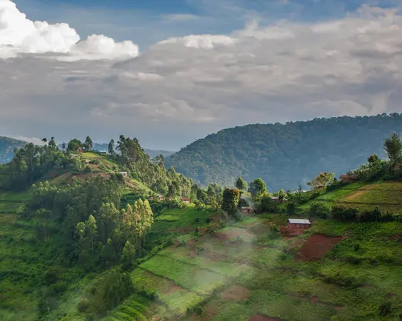 غابة بويندي الغامضة