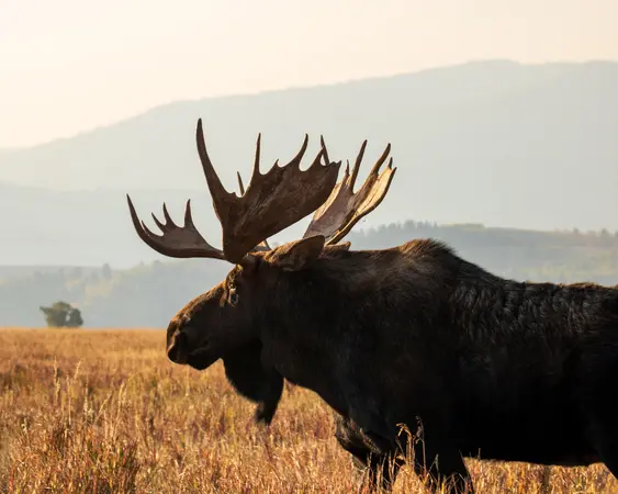 Jackson Hole WY
