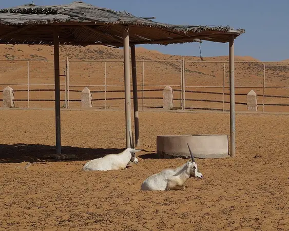 Wahiba Sands