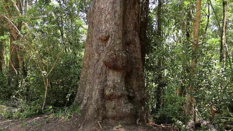 Image - Stormsriver Adventures - Plaatbos Nature Hike Route 3 - Per Person - Min 2