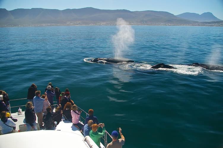 Billede - Southern Right Charters - Boat Based Whale Watching Tours