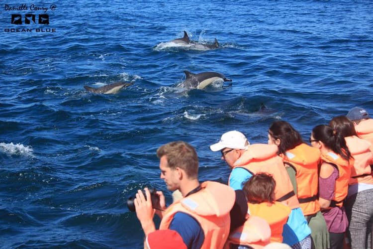Billede - Ocean Blue Adventures - Dolphin Tour