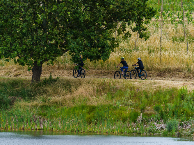 Bilde - Bikes 'n Wines CC - Stellenbosch Vineyard Meander