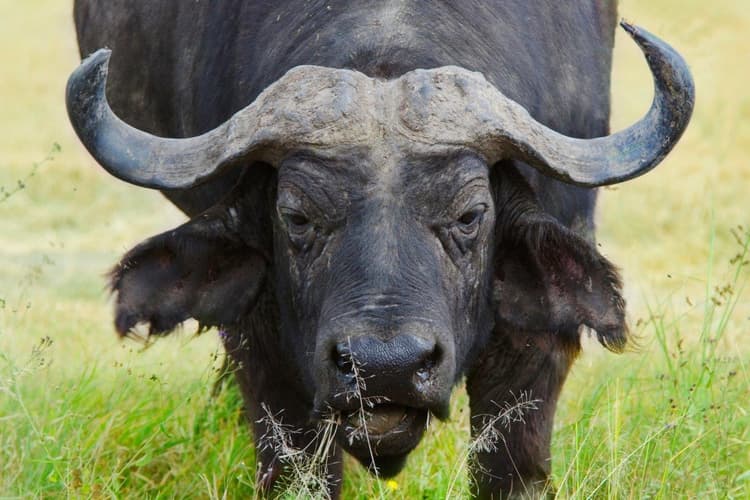 Imatge - Kenya Classic, Serena Lodges - Private Tour