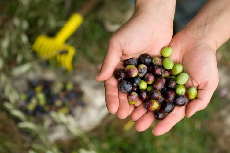 Bild - Explore Istria and Dalmatia in 8 Days, Self-Drive