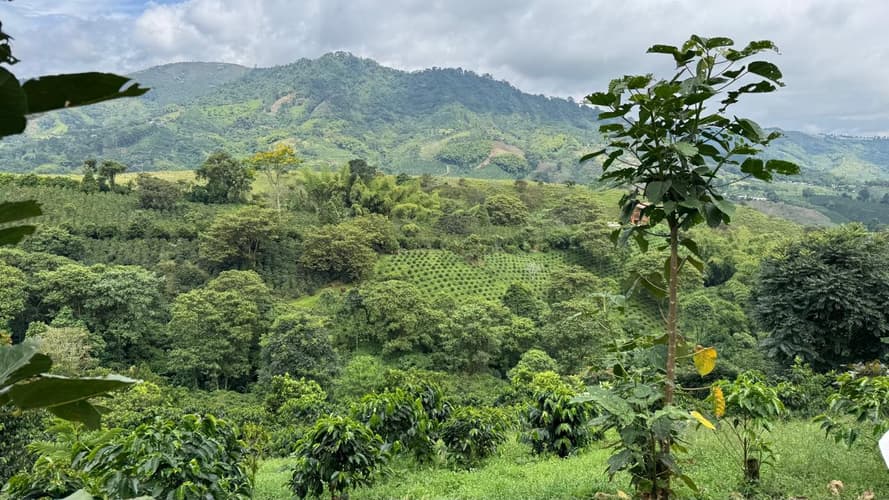 Imagem - 4-Day Pereira Coffee Region Experience, Private Tour