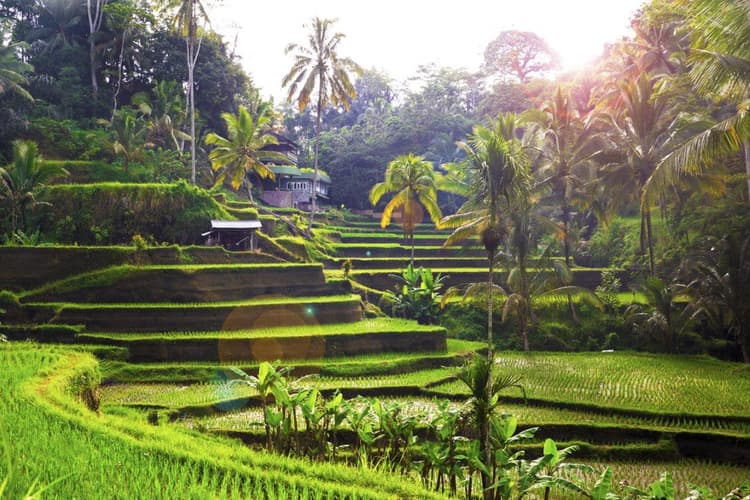 Immagine - Bali indimenticabile, Tour privato