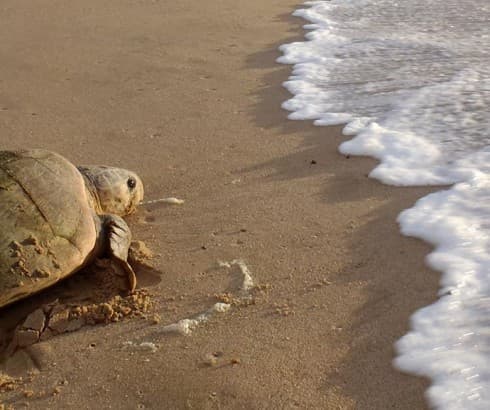 Image - Bush and Beach