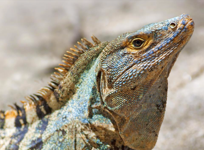 Image - Caribbean to Pacific