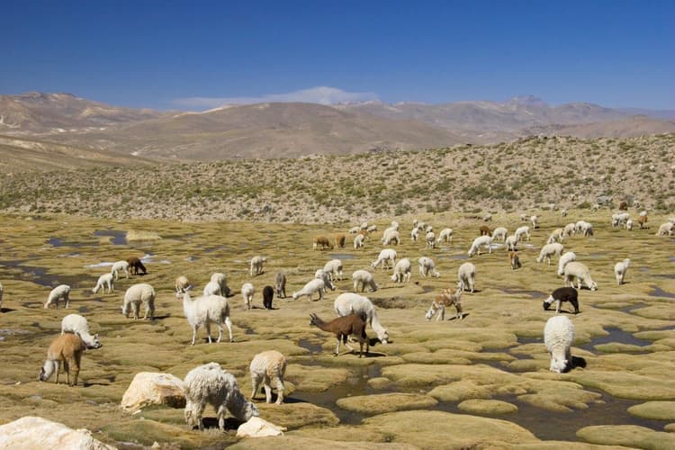 Bild - Huaraz, the Heart of the Mountains - Semi-private tour