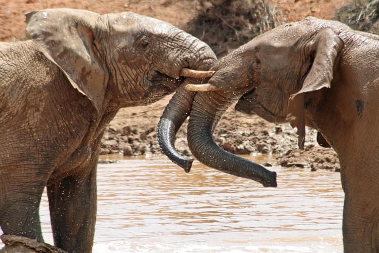 画像 - Aquila Game Reserve Wildlife Safari,Cape Town, South Africa