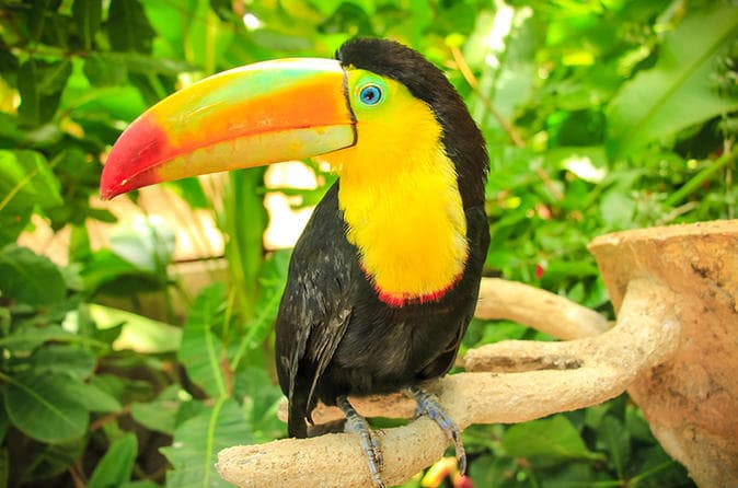 Billede - Regenwälder, Traumstrände & die Artenvielfalt Costa Ricas entdecken