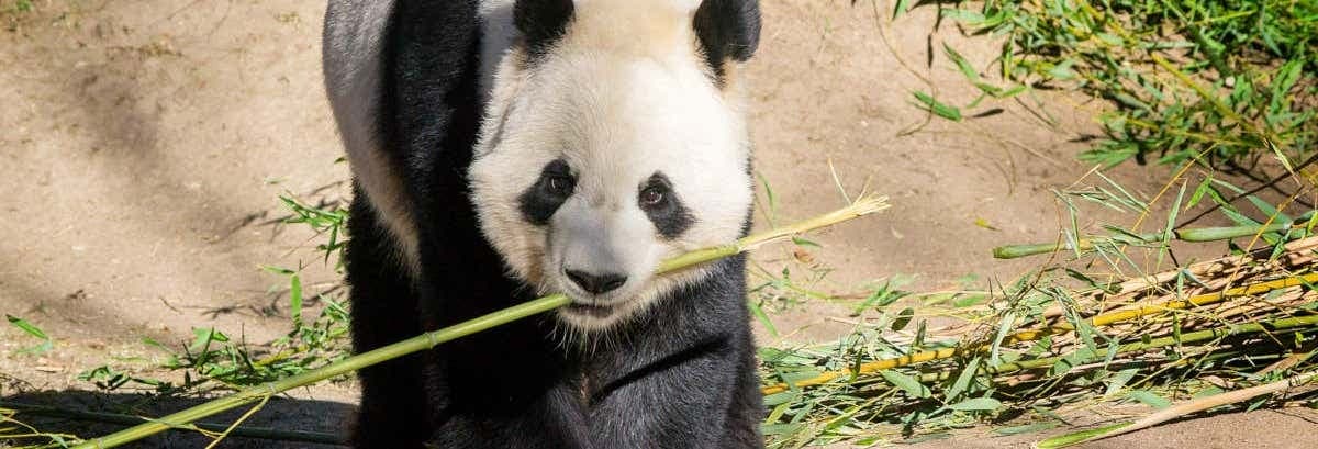 Imagen - Zoo Aquarium, Madrid, Spain