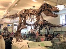 Image - American Museum of Natural History Ticket