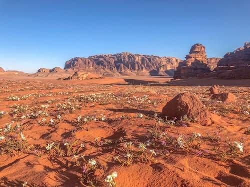 图像 - Discover Jordan (Arrival in Amman) - 5 Stars Hotels (Departu